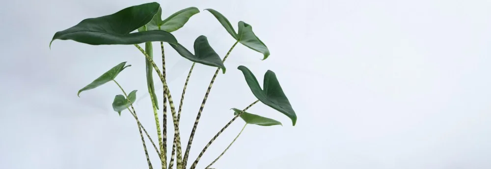 Grünpflanze mit gemusterten Stielen